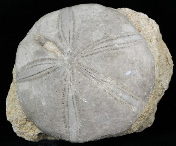 Jurassic Sea Urchin (Clypeus plotti) - England #30709